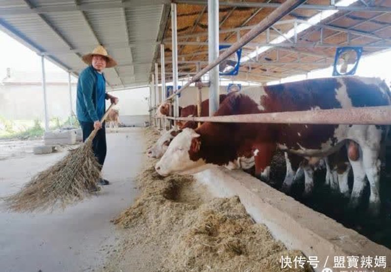 徐州仔猪批发市场观察