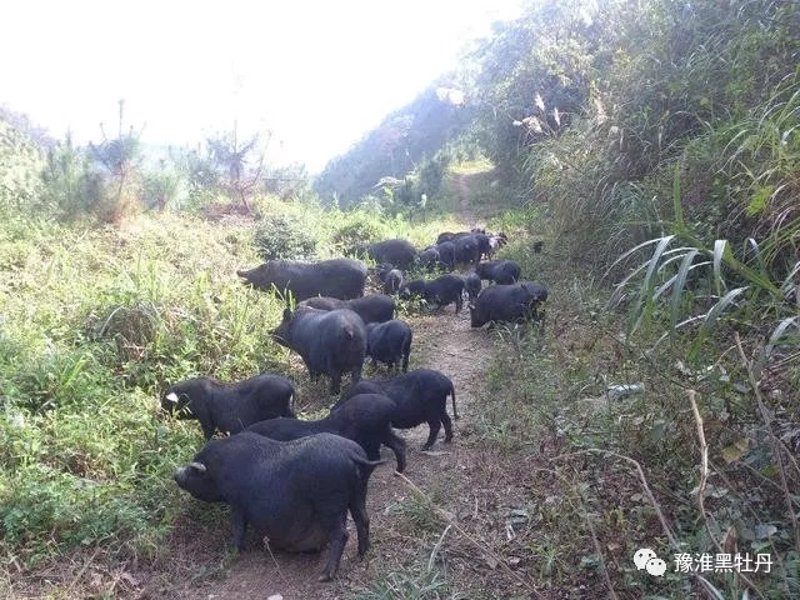 庆安镇养殖场：乡村经济的新引擎