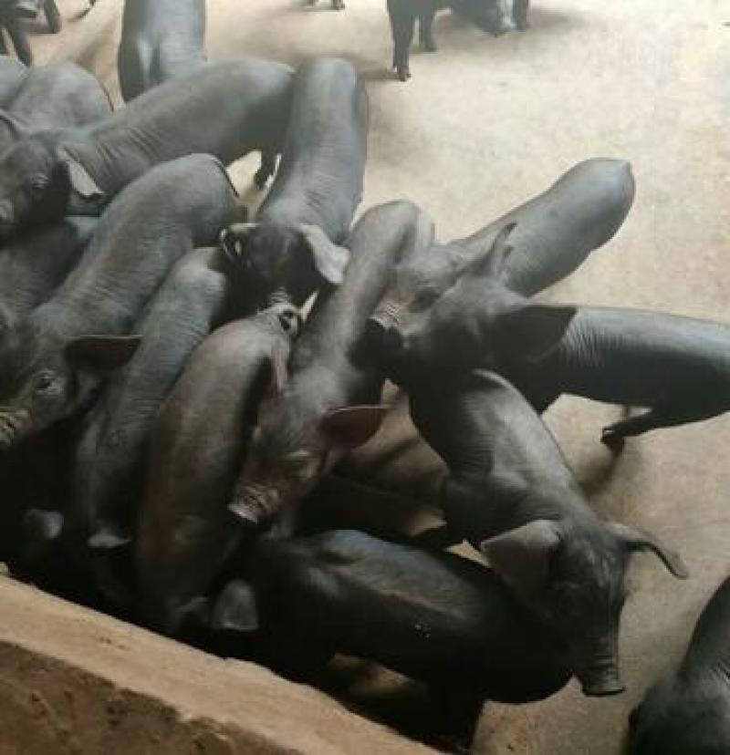 庆安镇养殖场：生态农业的新篇章