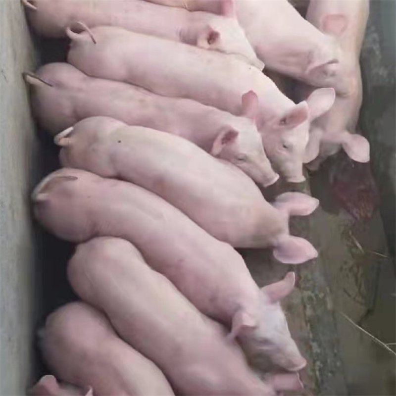 睢宁生猪养殖现状分析